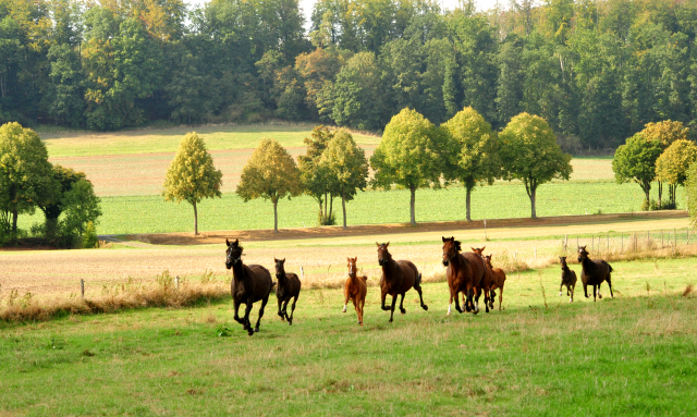 Stuten und Fohlen am 14.09.2018 - Trakehner Gestt Hmelschenburg - Foto: Beate Langels