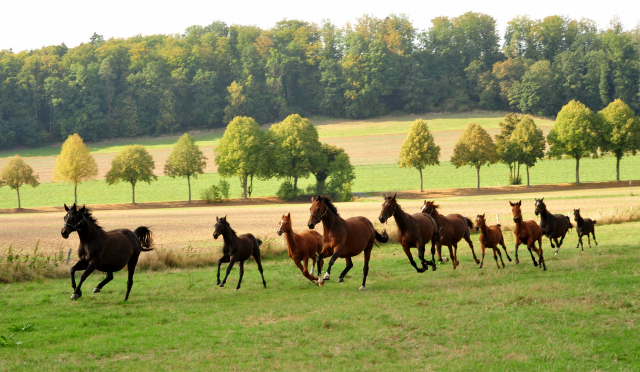 Stuten und Fohlen am 14.09.2018 - Trakehner Gestt Hmelschenburg - Foto: Beate Langels