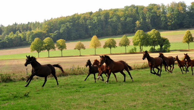 Stuten und Fohlen am 14.09.2018 - Trakehner Gestt Hmelschenburg - Foto: Beate Langels