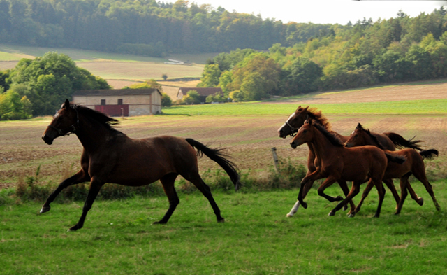 Stuten und Fohlen am 14.09.2018 - Trakehner Gestt Hmelschenburg - Foto: Beate Langels