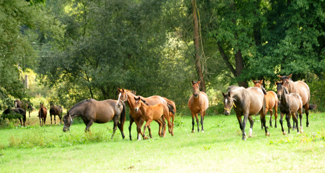 Stuten und Fohlen am 14.09.2018 - Trakehner Gestt Hmelschenburg - Foto: Beate Langels