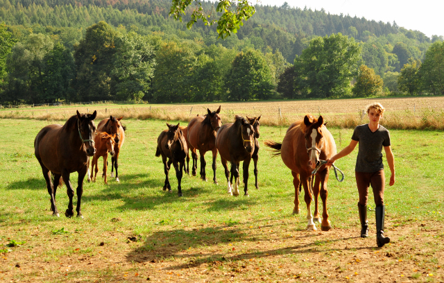 Stuten und Fohlen am 14.09.2018 - Trakehner Gestt Hmelschenburg - Foto: Beate Langels