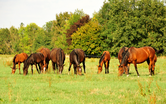 Stuten und Fohlen am 14.09.2018 - Trakehner Gestt Hmelschenburg - Foto: Beate Langels