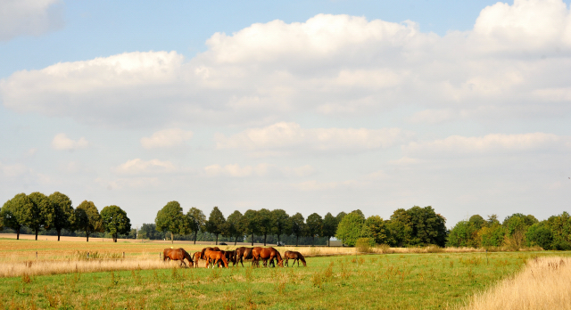 Stuten und Fohlen am 14.09.2018 - Trakehner Gestt Hmelschenburg - Foto: Beate Langels