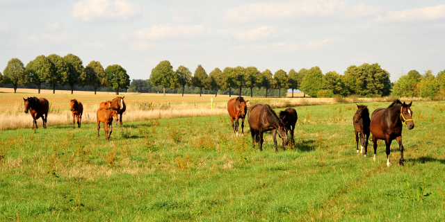 Stuten und Fohlen am 14.09.2018 - Trakehner Gestt Hmelschenburg - Foto: Beate Langels