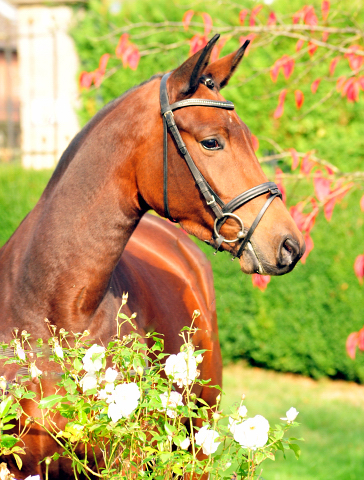 Klassic Touch von Oliver Twist u.d. Pr. u. StPrSt. Klassic v. Freudenfest  - Foto: Beate Langels -  
Trakehner Gestt Hmelschenburg