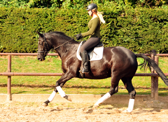 14. Oktober 2016 - Trakehner Gestt  Hmelschenburg - Beate Langels