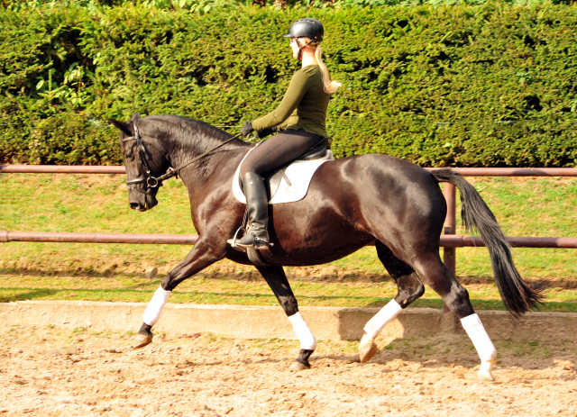 14. Oktober 2016 - Trakehner Gestt  Hmelschenburg - Beate Langels