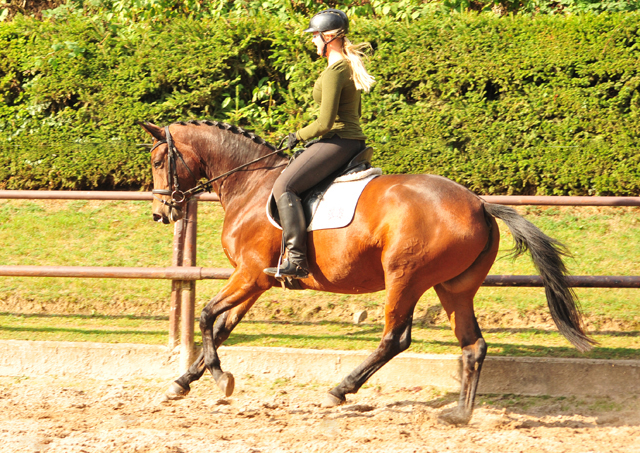 Klassic Touch von Oliver Twist u.d. Pr. u. StPrSt. Klassic v. Freudenfest  - Foto: Beate Langels -  
Trakehner Gestt Hmelschenburg