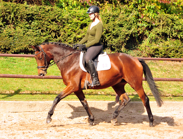 Klassic Touch von Oliver Twist u.d. Pr. u. StPrSt. Klassic v. Freudenfest  - Foto: Beate Langels -  
Trakehner Gestt Hmelschenburg
