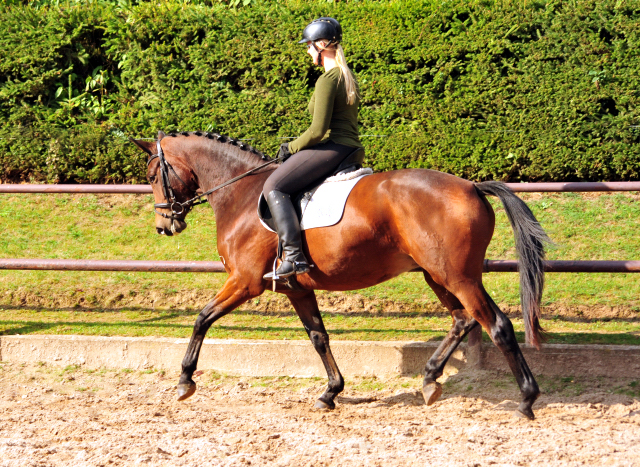 Klassic Touch von Oliver Twist u.d. Pr. u. StPrSt. Klassic v. Freudenfest  - Foto: Beate Langels -  
Trakehner Gestt Hmelschenburg