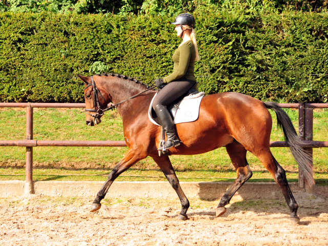 Klassic Touch von Oliver Twist u.d. Pr. u. StPrSt. Klassic v. Freudenfest  - Foto: Beate Langels -  
Trakehner Gestt Hmelschenburg