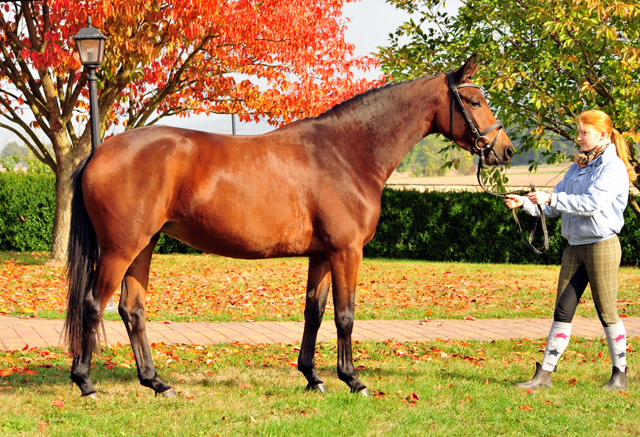 Klassic Touch von Oliver Twist u.d. Pr. u. StPrSt. Klassic v. Freudenfest  - Foto: Beate Langels -  
Trakehner Gestt Hmelschenburg