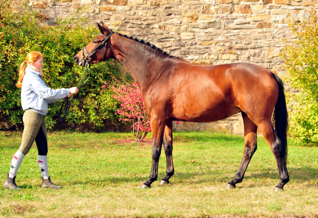 Klassic Touch von Oliver Twist u.d. Pr. u. StPrSt. Klassic v. Freudenfest  - Foto: Beate Langels -  
Trakehner Gestt Hmelschenburg