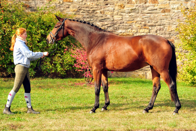 Klassic Touch von Oliver Twist u.d. Pr. u. StPrSt. Klassic v. Freudenfest  - Foto: Beate Langels -  
Trakehner Gestt Hmelschenburg