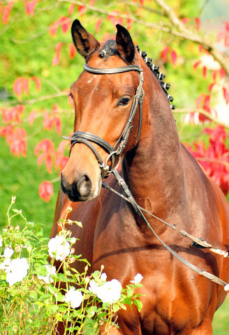 Klassic Touch von Oliver Twist u.d. Pr. u. StPrSt. Klassic v. Freudenfest  - Foto: Beate Langels -  
Trakehner Gestt Hmelschenburg