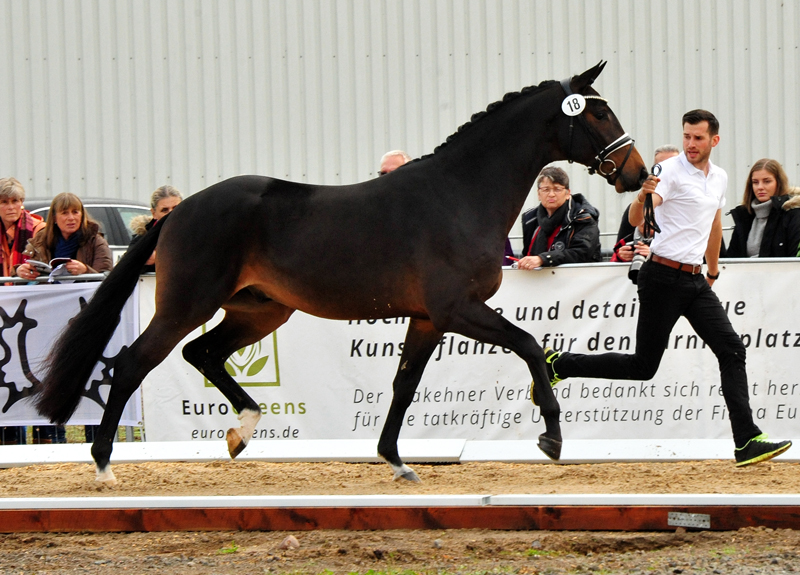 Trakehner Hengst von High Motion u.d. Sacre d'Elysee v. Exclusiv
 - Trakehner Gestt Hmelschenburg - Beate Langels