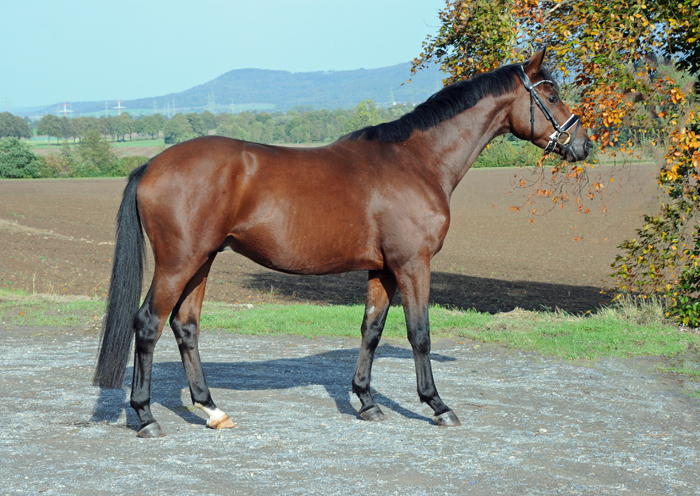 Scavi - Trakehner Wallach von Imperio u.d. Schwalbensage v. Grand Corazn
 - Trakehner Gestt Hmelschenburg - Beate Langels