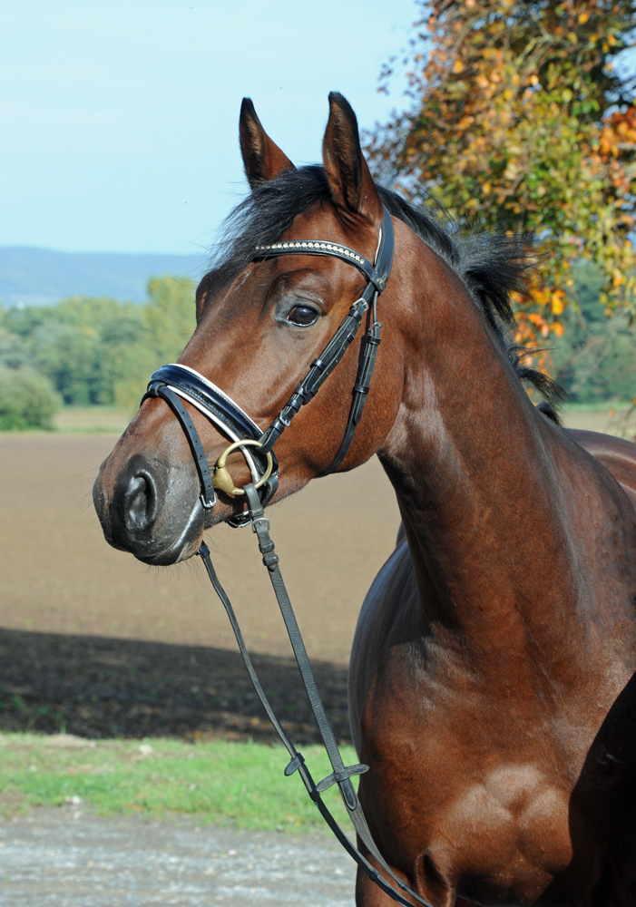 Scavi - Trakehner Wallach von Imperio u.d. Schwalbensage v. Grand Corazn
 - Trakehner Gestt Hmelschenburg - Beate Langels