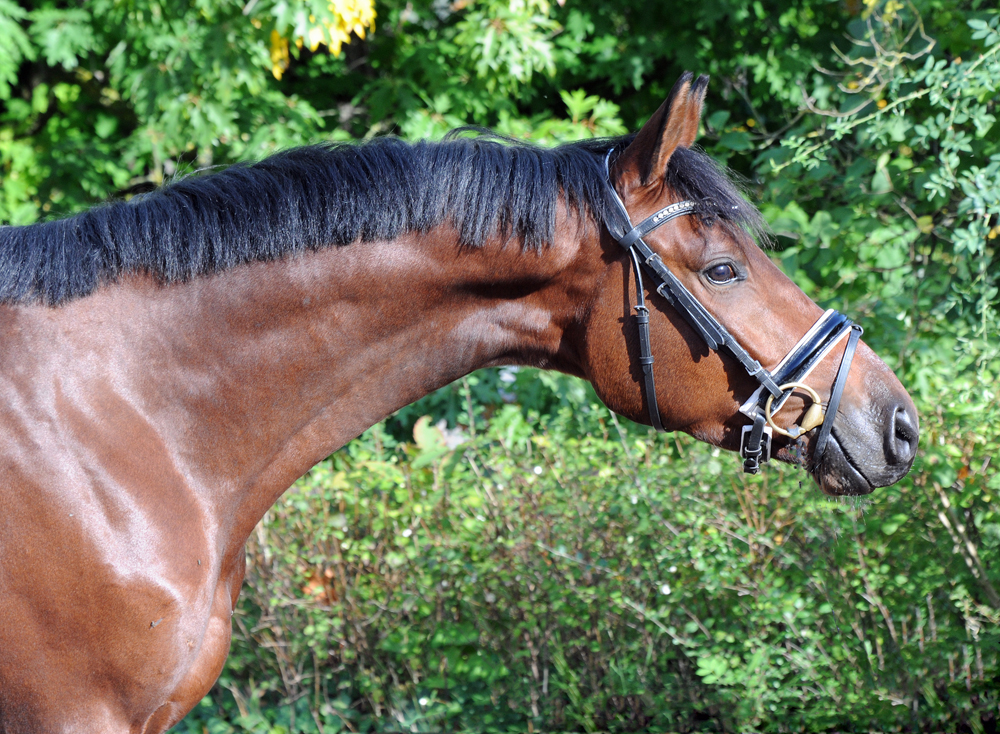 Scavi - Trakehner Wallach von Imperio u.d. Schwalbensage v. Grand Corazn
 - Trakehner Gestt Hmelschenburg - Beate Langels