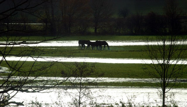 Hochwasser in Hmelschenburg im November 2010, Gestt Hmelschenburg, Foto: Beate Langels