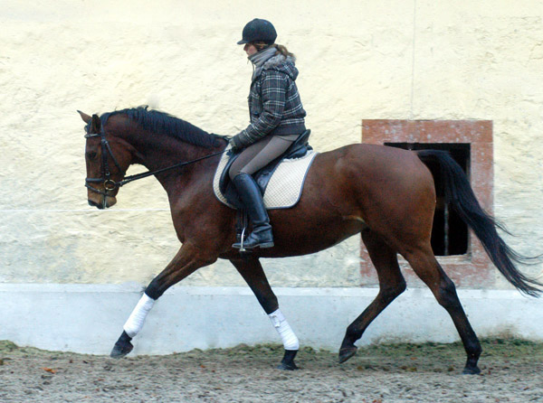 Goliath by Shavalou out of Guendalina by Red Patrick xx - Foto: Beate Langels - Trakehner Gestt Hmelschenburg