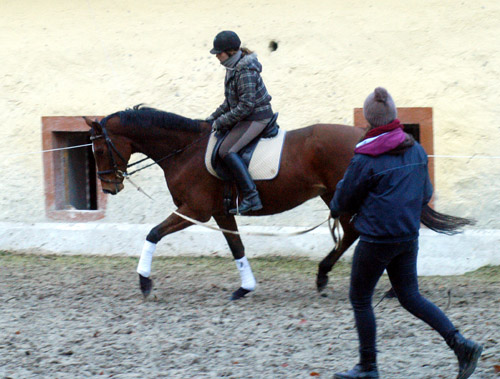 Goliath by Shavalou out of Guendalina by Red Patrick xx - Foto: Beate Langels - Trakehner Gestt Hmelschenburg