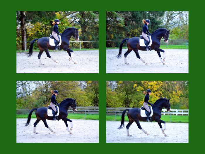 Johanna und Shavalou im November 2024 - Foto Beate Langels - Trakehner Gestt Hmelschenburg