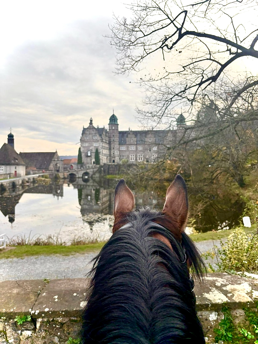Trakehner Hengst kacyro von Saint Cyr - Freudenfest vor Schlo Hmelschenburg - Trakehner Gestt Hmelschenburg - 
Beate Langels