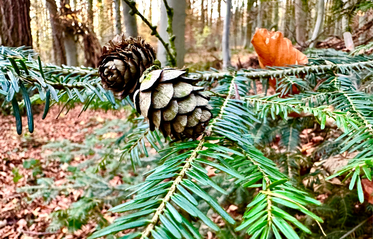 Trakehner Gestt Hmelschenburg - 
Beate Langels