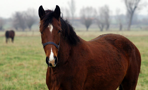 im Herbst 2008: Trakehner Stute von Shavalou u.d. St.Pr.St. Guendalina von Red Patrick xx