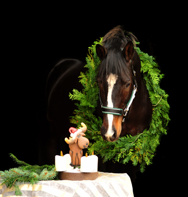 3. Advent 2019 Saint Cyr v. Kostolany in Hmelschenburg - Trakehner Gestt Hmelschenburg - Beate Langels