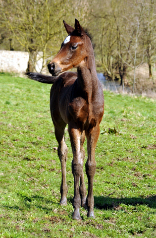 Valentine v. High Motion u.d. Elitestute Vicenza v. Showmaster - Gestüt Hämelschenburg - Beate Langels