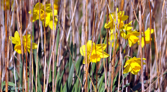 Gestüt Hämelschenburg - Beate Langels
