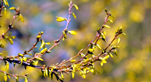 Gestüt Hämelschenburg - Beate Langels