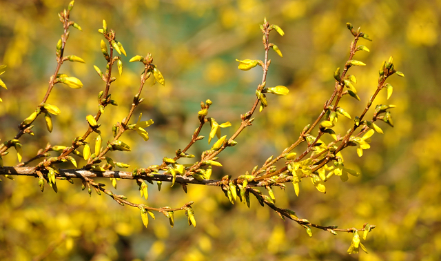 Gestüt Hämelschenburg - Beate Langels