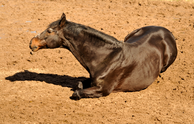 Exclusiv genießt ein Sandbad - Gestüt Hämelschenburg - Beate Langels