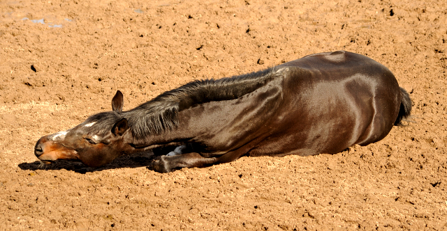 Exclusiv genießt ein Sandbad - Gestüt Hämelschenburg - Beate Langels