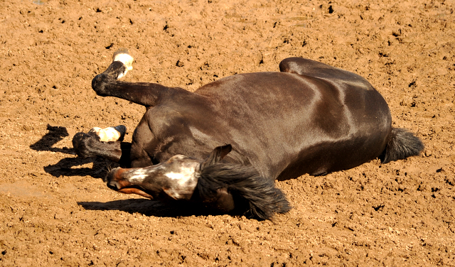 Exclusiv genießt ein Sandbad - Gestüt Hämelschenburg - Beate Langels