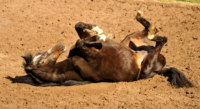 Exclusiv genießt ein Sandbad - Gestüt Hämelschenburg - Beate Langels