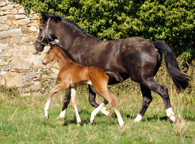 6 Tage alt: Trakehner Stutfohlen von High Motion u.d. Greta Garbo v. Alter Fritz, Gestüt Hämelschenburg - Beate Langels