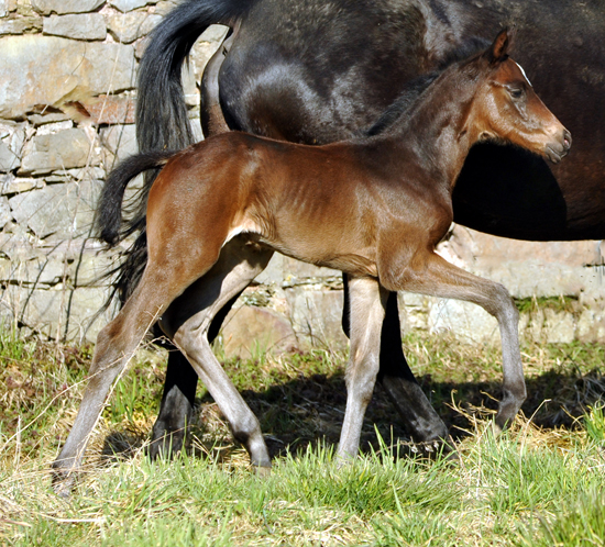 Stutfohlen von High Motion u.d. Elitestute Vicenza v. Showmaster - Foto Beate Langels - Gestüt Schäplitz
