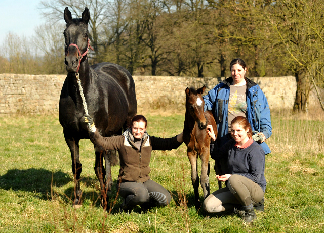 Stutfohlen von High Motion u.d. Elitestute Vicenza v. Showmaster - Foto Beate Langels - Gestüt Schäplitz