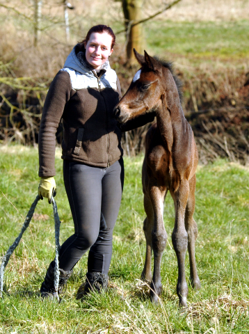 Stutfohlen von High Motion u.d. Elitestute Vicenza v. Showmaster - Foto Beate Langels - Gestüt Schäplitz