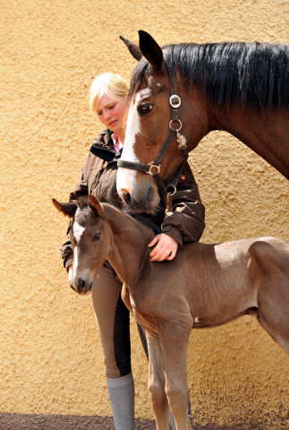 Trakehner Filly by Saint Cyr out of Premiummare Tavolara by Exclusiv- Trakehner Gestt Hmelschenburg Beate Langels