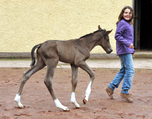 Trakehner Filly by Saint Cyr out of Premiummare Tavolara by Exclusiv - Trakehner Gestt Hmelschenburg Beate Langels