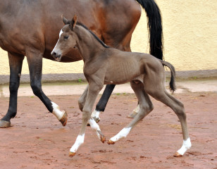 Trakehner Filly by Saint Cyr out of Premiummare Tavolara by Exclusiv - Trakehner Gestt Hmelschenburg Beate Langels