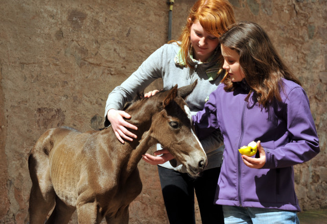 Trakehner Filly by Saint Cyr out of Premiummare Tavolara by Exclusiv - Trakehner Gestt Hmelschenburg Beate Langels