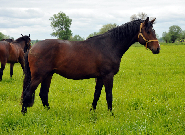 zweijhriger Hengst von Exclusiv u.d. Schwalbenfee v. Freudenfest in Schplitz - Foto: Beate Langels - Trakehner Gestt Hmelschenburg