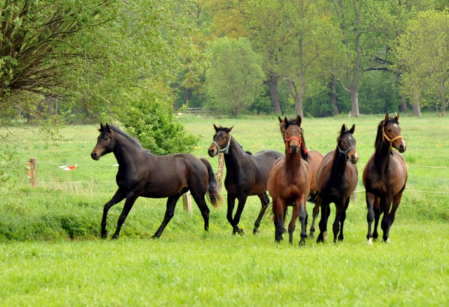 Die zweijährigen Hengste im Gestüt Schäplitz 14. Mai 2015 - Foto Beate Langels - Gestüt Hämelschenburg